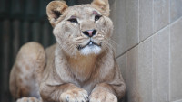 lvice TvLKzoolvice1